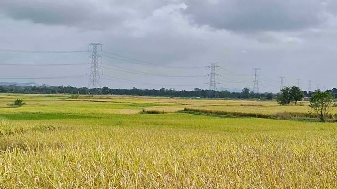 ⁣Dhan ka khet🌾 kitna Sundar🌾 dikh raha hai