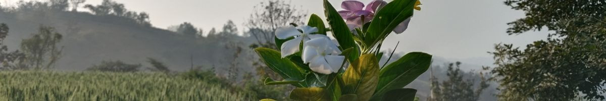 106120707542035419822 