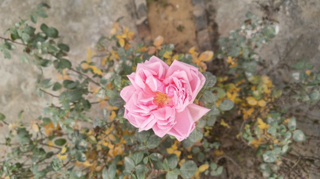 VID_20260128_120318551