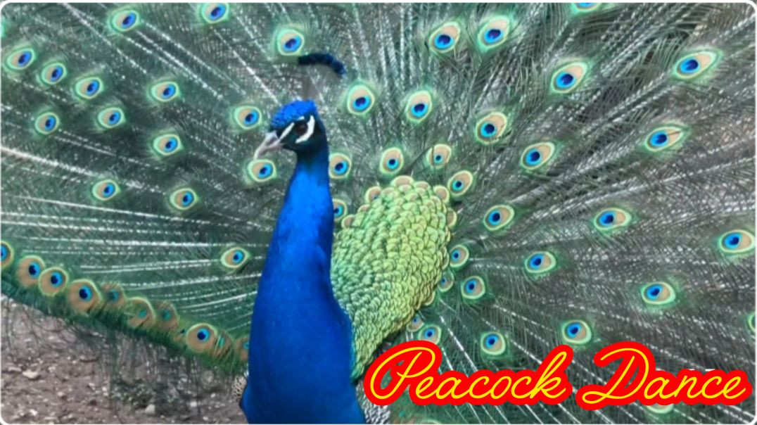 ⁣Peacock Dance Display ll Peacock opening Fealhers HD Birds sound 🦚#peacockDance#peacoksound # trendi