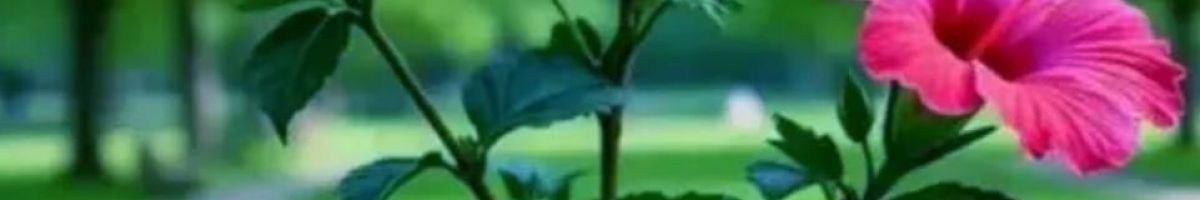 Nareshkumar Nareshkumar