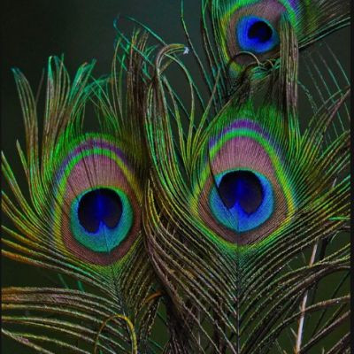 100411525222823667091