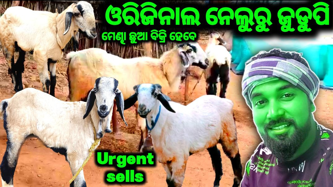 ⁣Animals farming video