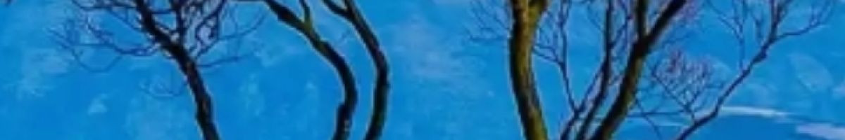 114768529793262071828 