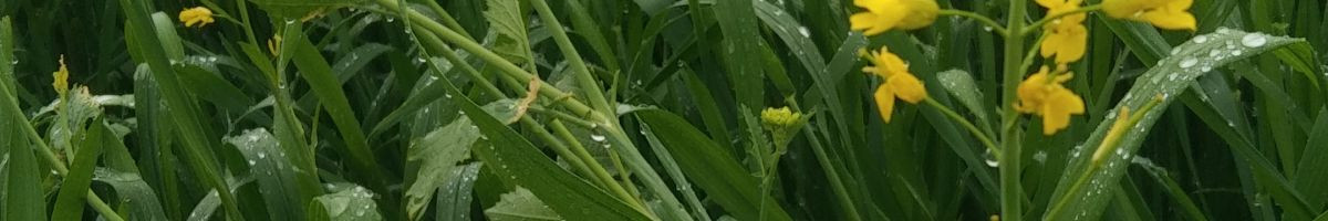 ankulraj977 ankulraj977