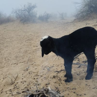 115962129968762464180 