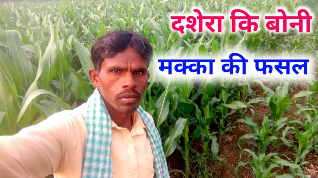 मक्का बोनी शानदार