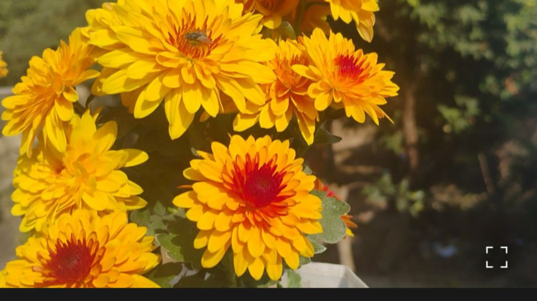 ⁣Grand Father Planning flowers 🌺🌹 cute Family vlog #Dailyvloge#familyvlog#jayashreedas2018