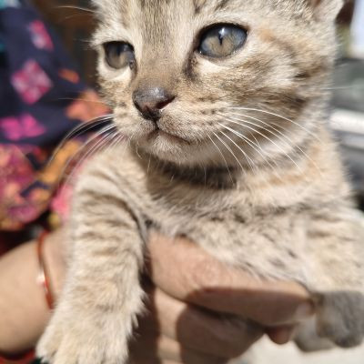 102416198294534418882