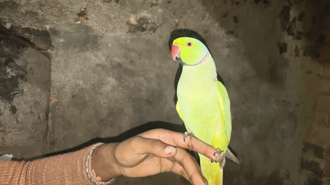 ⁣bolane wala tota mummy papa kahane wala tota