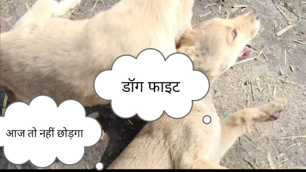 ⁣कुत्तों की फाइट हो गई
