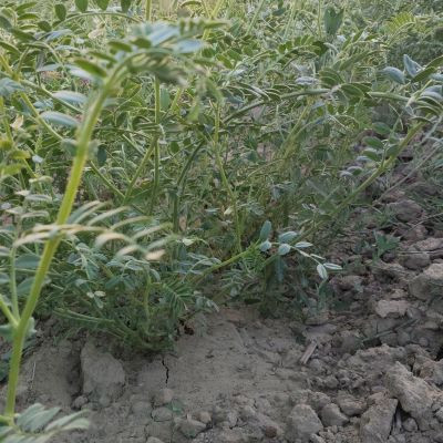 subhamnarsurytopriya