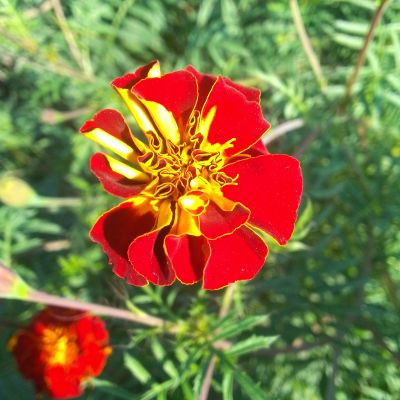 103160701353001481387 