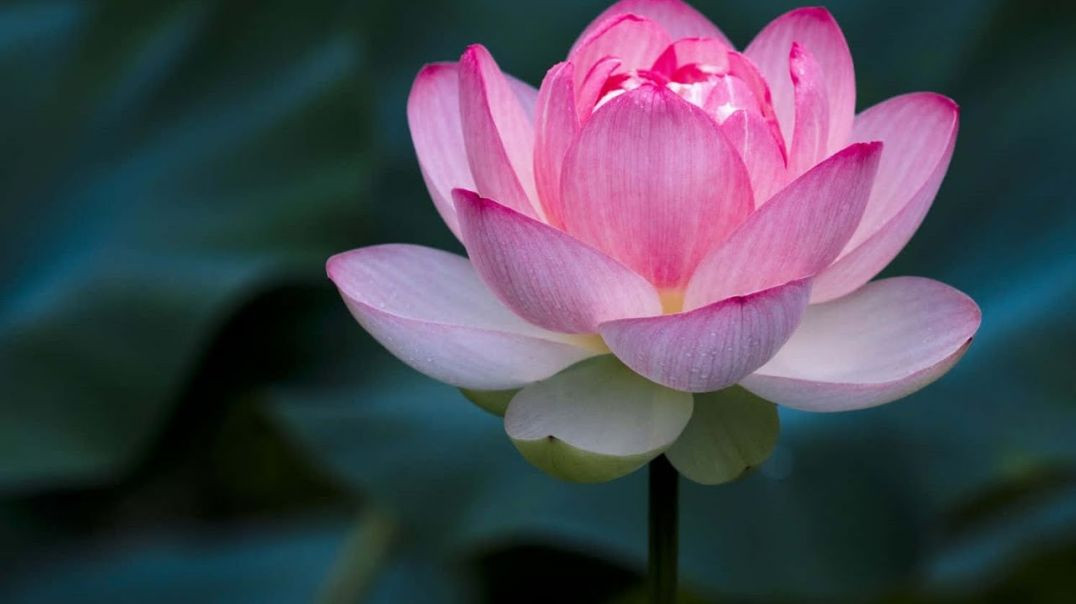 ⁣Ultra Relaxing Music For Spa, Meditation , Sleep ,Massage