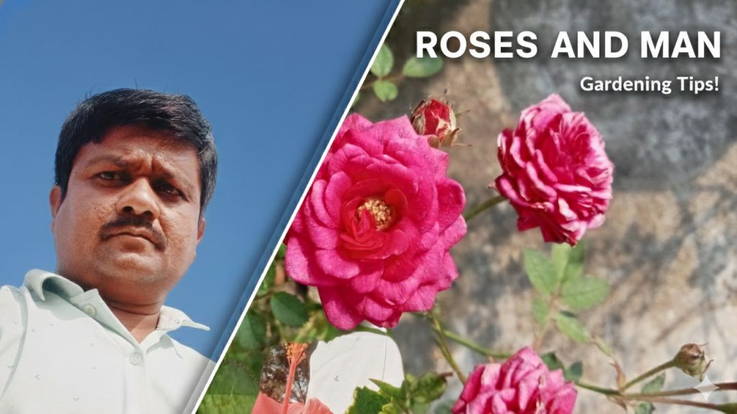⁣​"Mastering the Art of Rose Gardening! 🌹 Step-by-step tips for beautiful blooms.