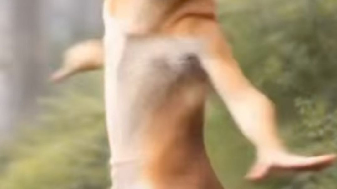 #dancingdog #dogsofinstagram #dancing #dog #dancingqueen #dance #like #instagram #dancingfountain #dancingwiththestars #dancingmachine #[44175