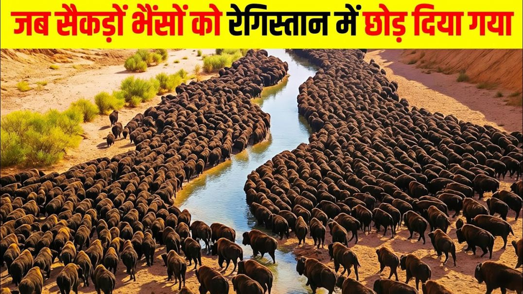 ⁣जब सैकड़ों भैंसें रेगिस्तान में छोड़ दी गईं