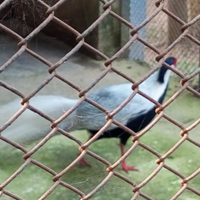 115442271357739330608 