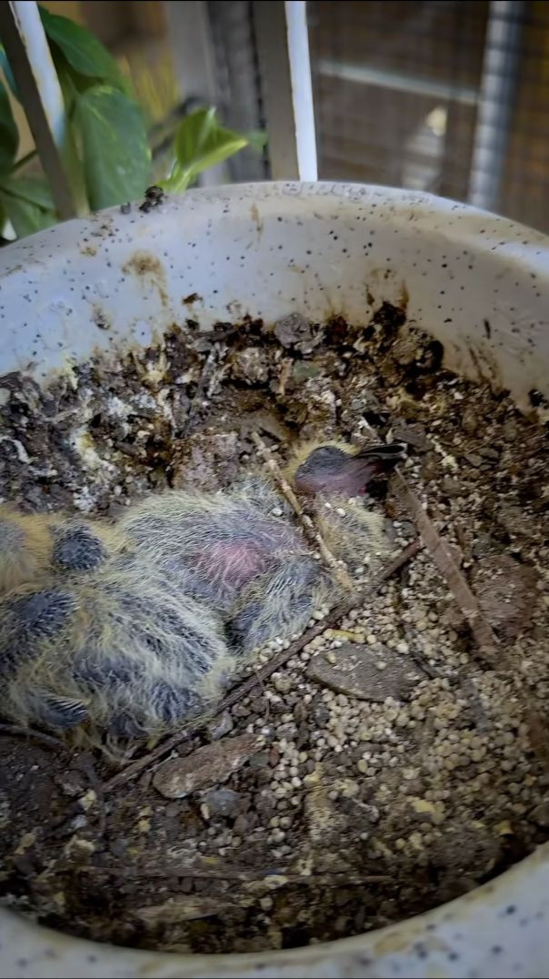 Facebook_1768965066224_mp4_720p