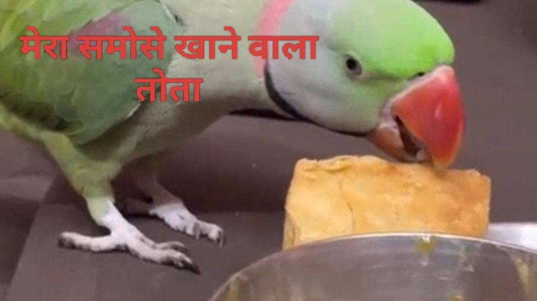 ⁣मेरा समोसे खाने वाला तोता