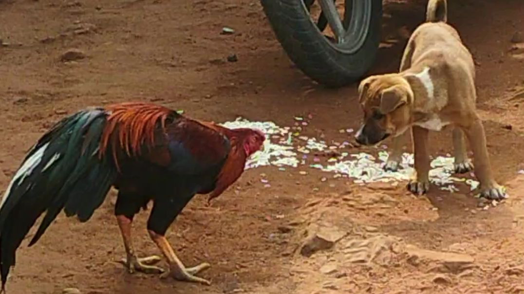 ⁣দেশি কুকুর বাচ্চা আর এক পাহাড়ি মোরগের বন্ধুত্ব #cutePappy #Henmoments # apnatuveBangla #Rajuda