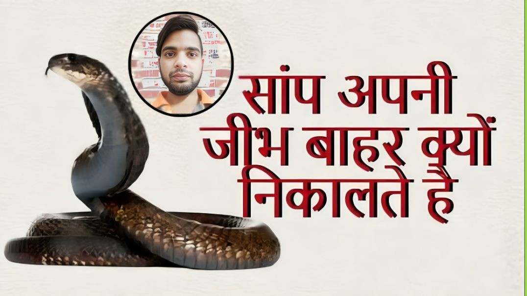 ⁣सांप बार बार अपनी जीभ क्यों निकलता है | Snake | Saanp | Tougue | AC Prashant