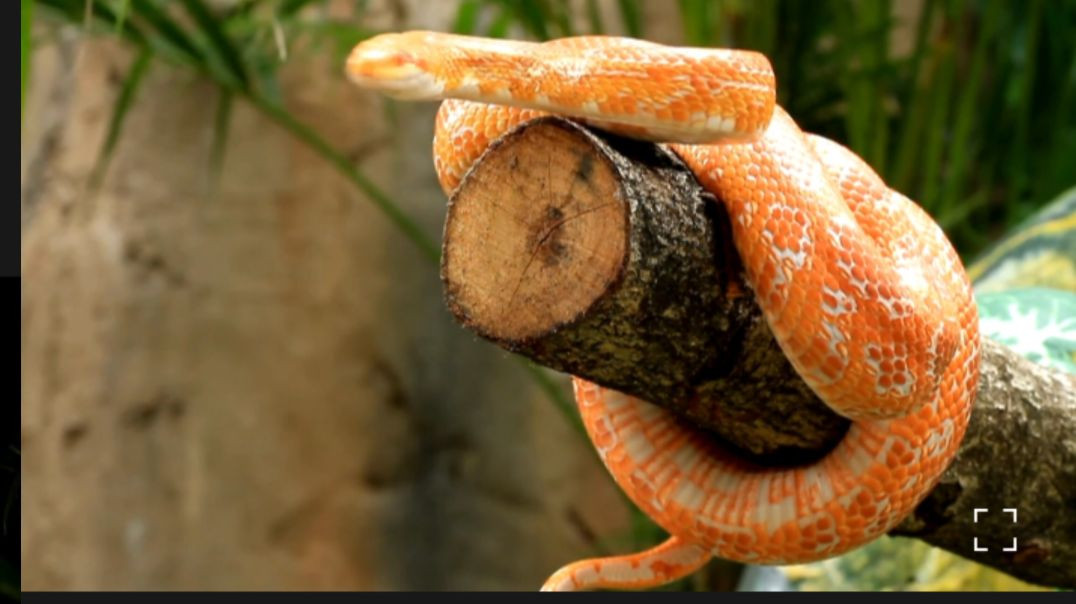 ⁣Amazing snake । animal lovers । প্রকৃতির রহস্য#snakevideo