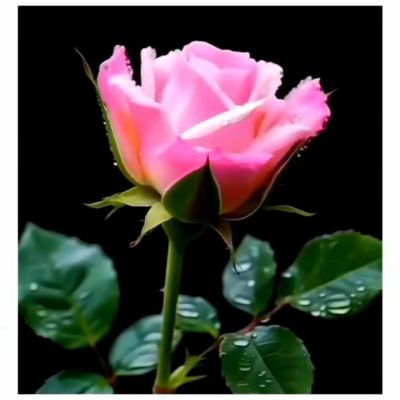 111124641653147825643 