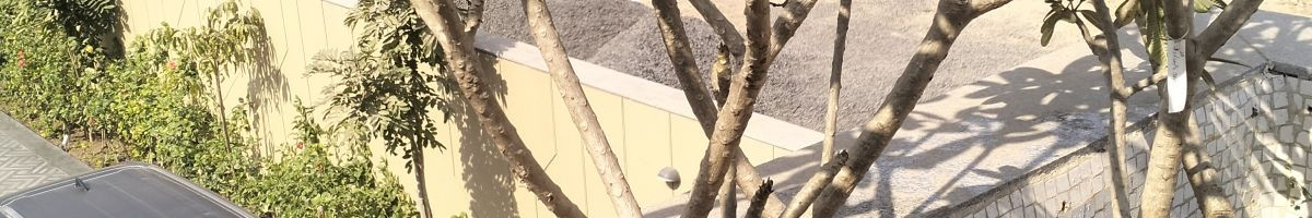 101049588999416669515 