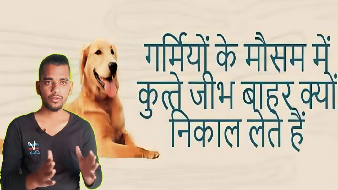 ⁣गर्मियों में Dogs बार बार अपनी जीभ बाहर क्यों निकालते है | Summer | Tongue | AC Prashant