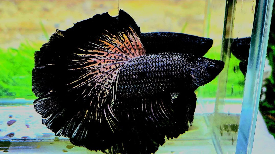 ⁣VID-20260103-WA0017