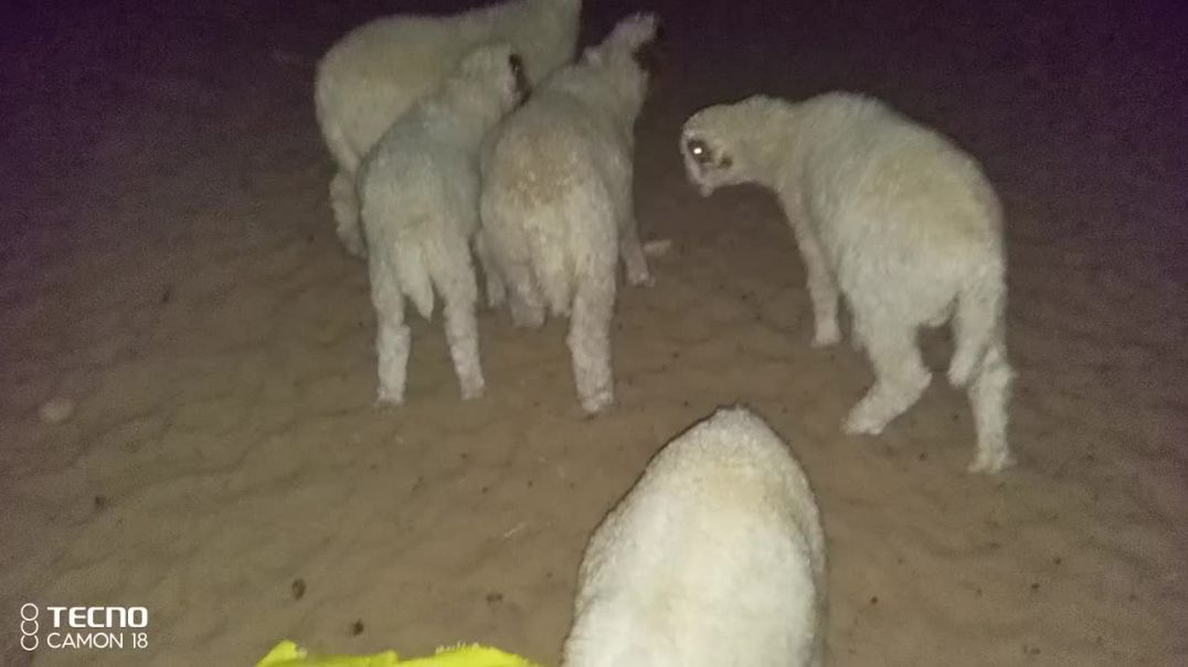 ⁣भेड़ो के छोटे बच्चों को दाना चारा खिलाते