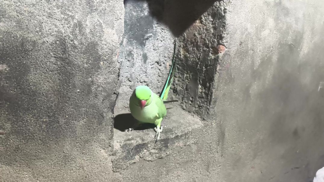 ⁣video_bolane wala tota