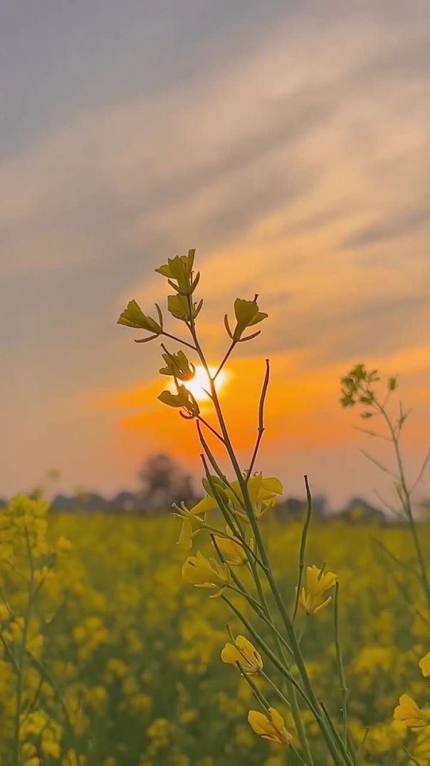 सरसों🌸❤️__trending _farming _viral _khetibadi🌱🌾 _explorer(MP4)