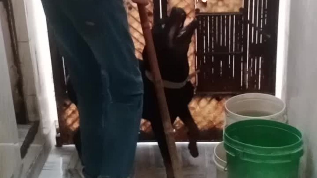 ⁣Yah Dekho hamare Billu ko