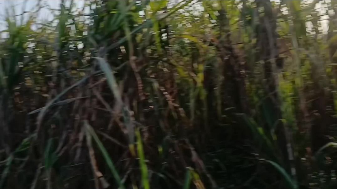 #villagevlog #gaonkilife #farminglife #desivlog #rurallife #indiavillage