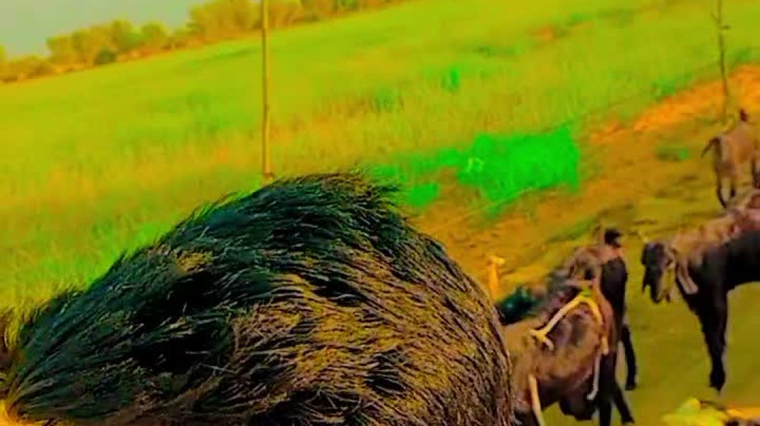 ⁣बिरानी खेतो का ब्लॉग