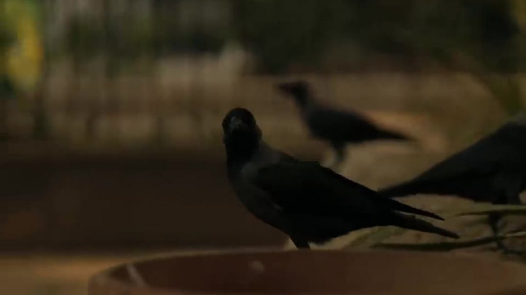 ⁣Dhanda_Nyoliwala_-_Vomit_On_Paper__Official_Music_Video_(0)