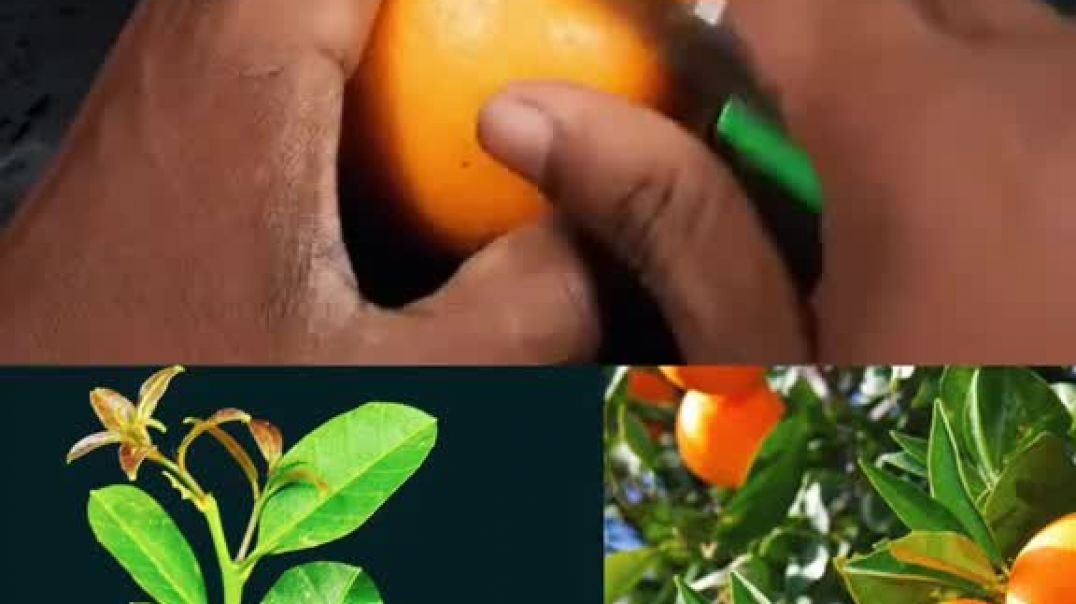 ⁣Tips for growing orangen terragarden viral 2026 gardening reelsus orenge !!संतरे उगाने के टिप्स टेरा