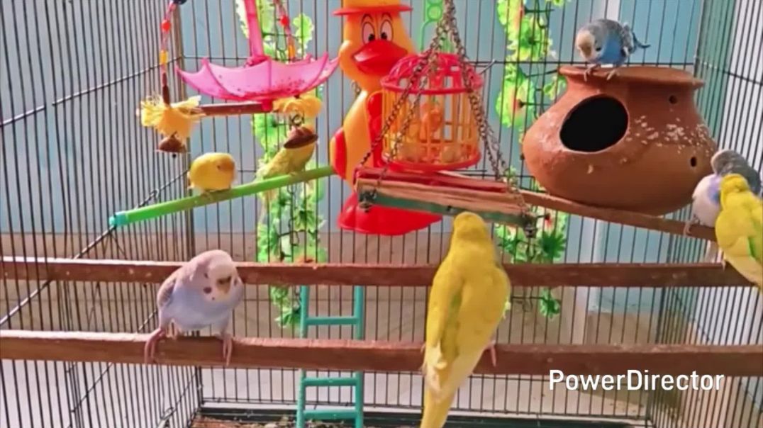 ⁣माई तोता माई tota # trending video # new video # cartoon #