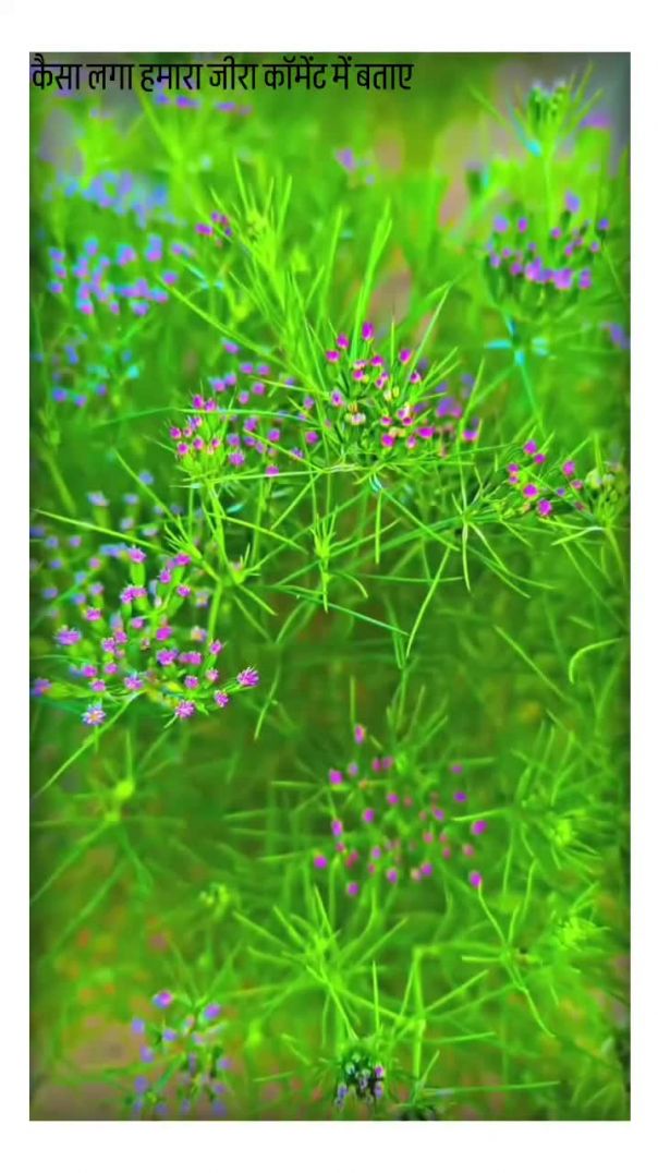 #आपके_जीरे_की_फ़सल_कैसी_है_कमेंट_में_जरूर_बताना_💚💘😘