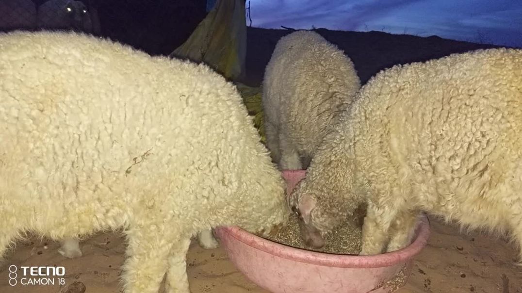 ⁣भेड़ो के छोटे बच्चे शाम के टाइम मे घर पर चारा खाते