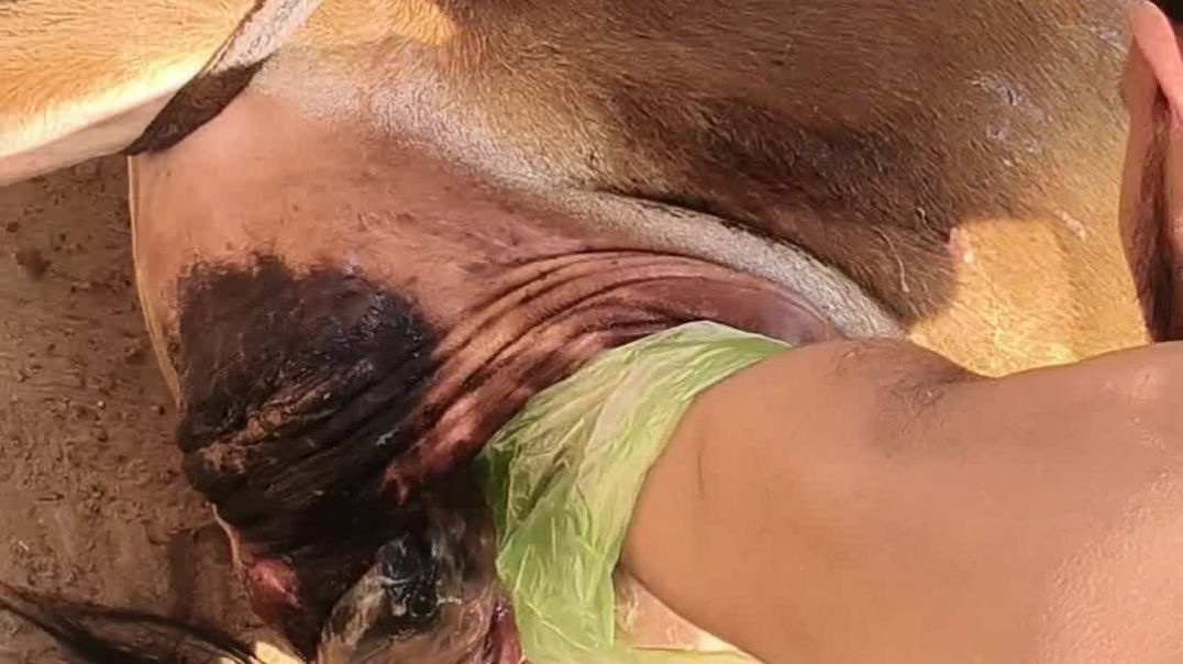 ⁣एक और जिंदगी बचाई 🙏 | गाय का मुश्किल प्रसव (Dystocia Case)