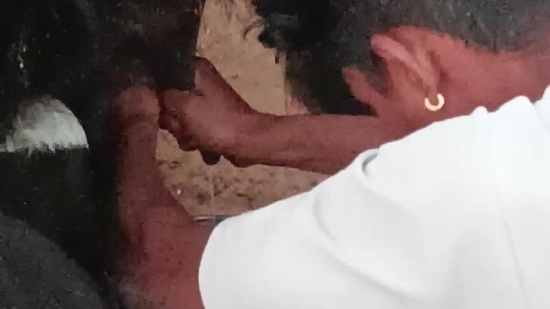 भैंस का दुध निकालते हुए। मारवाड़ लोग #treding #viral #shorts