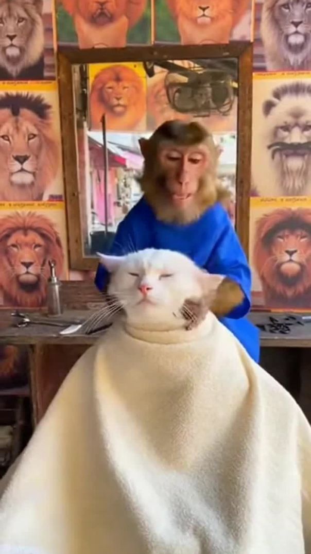 बंदर बना सेलून का मालिक