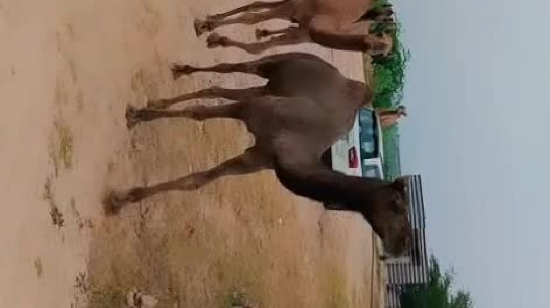 ⁣VID-20260220-WA0002