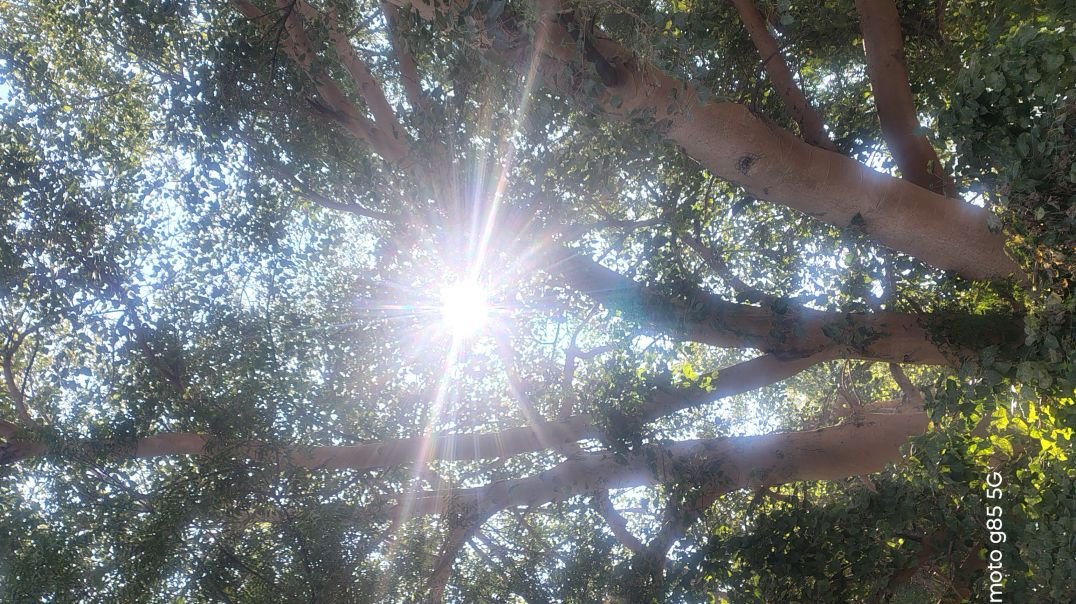 ⁣Dhanda Nyoliwala - Mia Cara (Official Music Video)(1080P_HD)