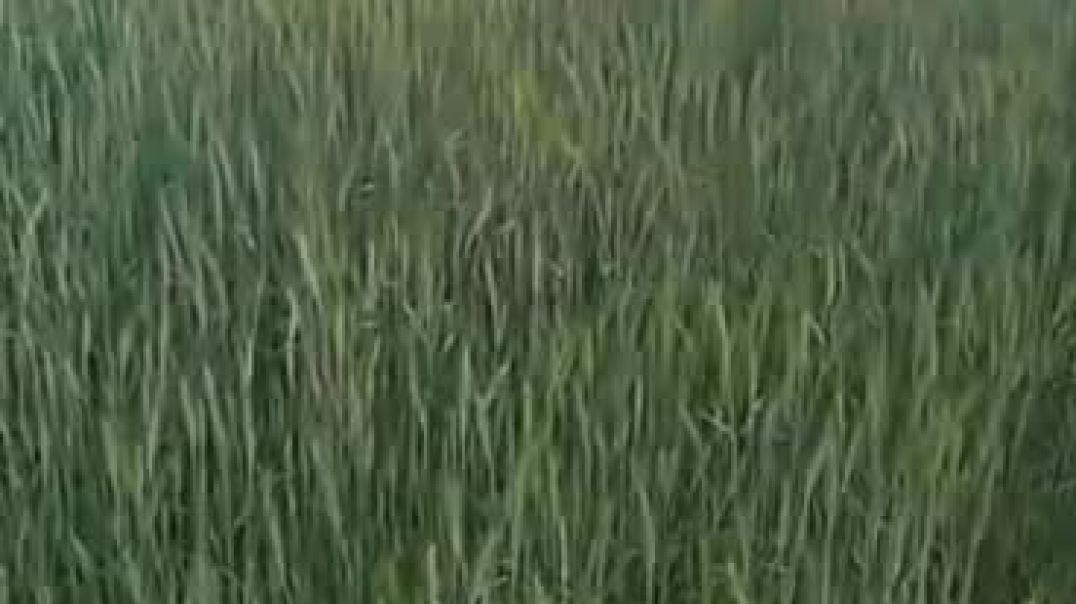 ⁣VID-20260207-WA0016