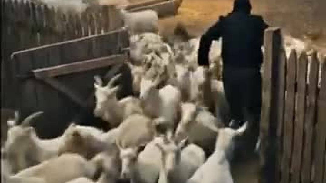 ⁣Hulk_ne_khabar_wale_ko_qabar_bech_kar_bus_se_gaon_chala_gaya_#hulk__#short(360p)