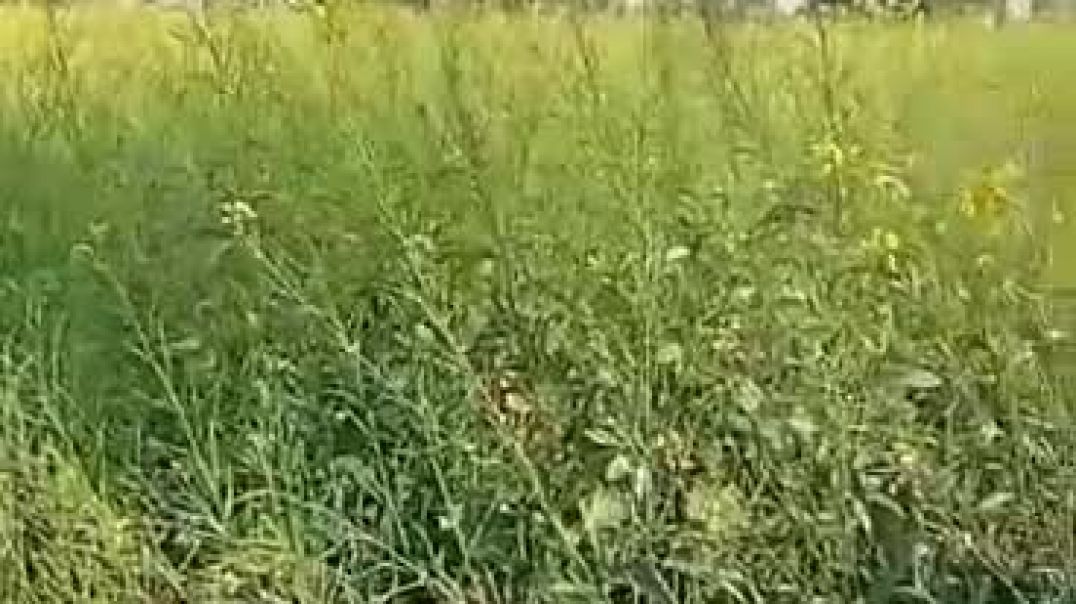 ⁣VID-20251230-WA0008